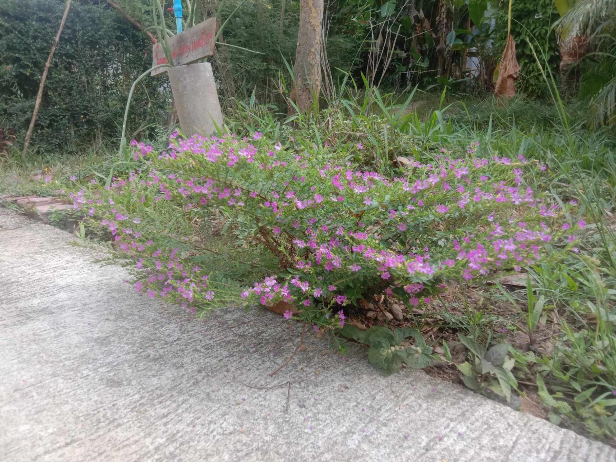 Koh Mook Bamboo Bungalows ภายนอก รูปภาพ
